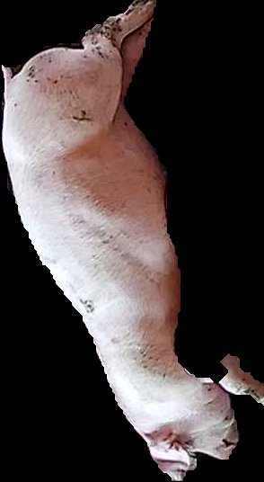 Crop