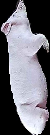 Crop
