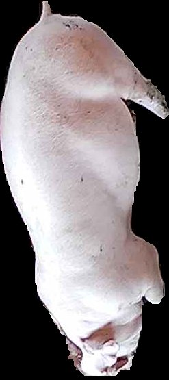 Crop