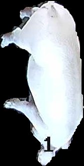 Crop