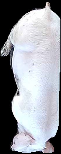 Crop