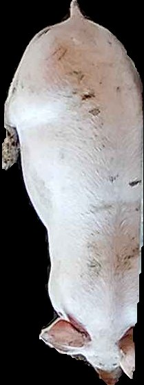 Crop