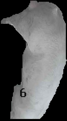 Crop