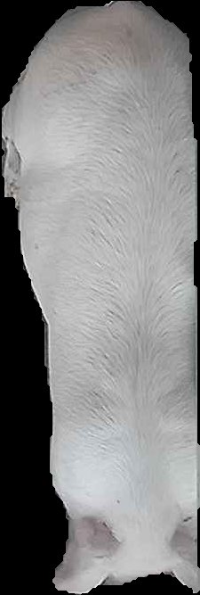Crop