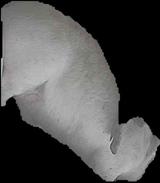 Crop