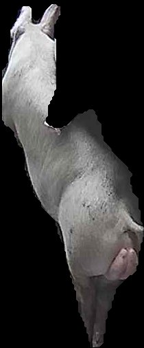 Crop