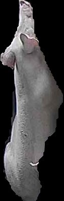 Crop