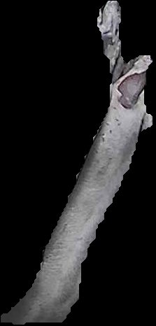 Crop