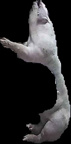 Crop