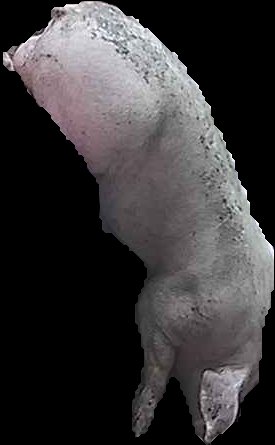 Crop