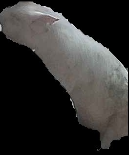 Crop