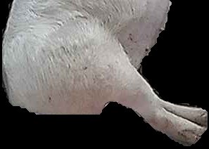 Crop