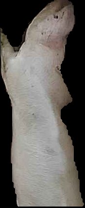 Crop