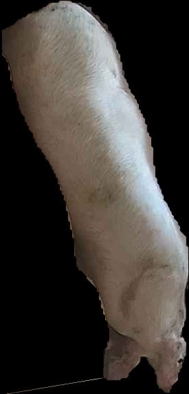 Crop