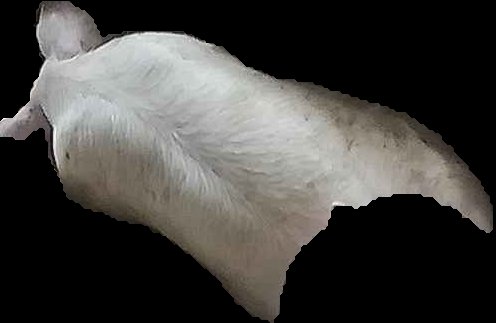 Crop