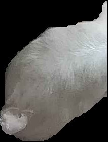 Crop