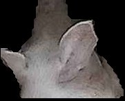Crop