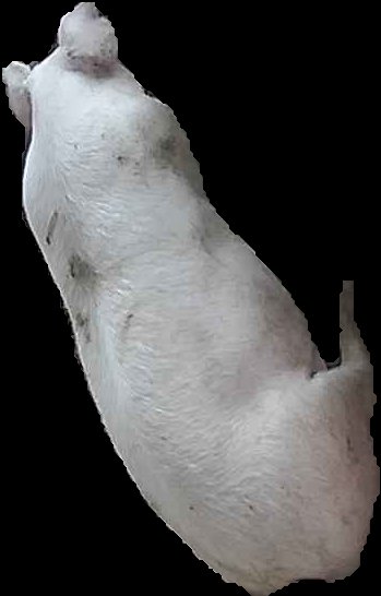 Crop