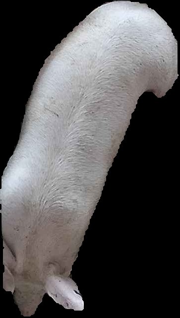 Crop