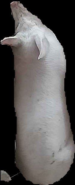 Crop
