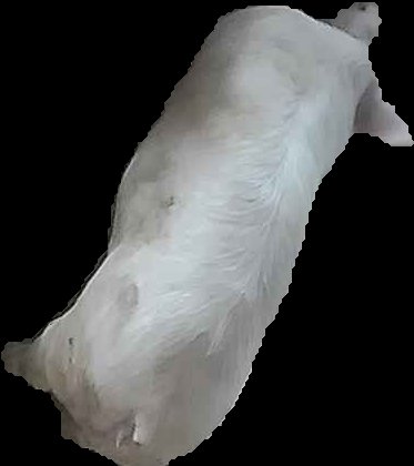 Crop