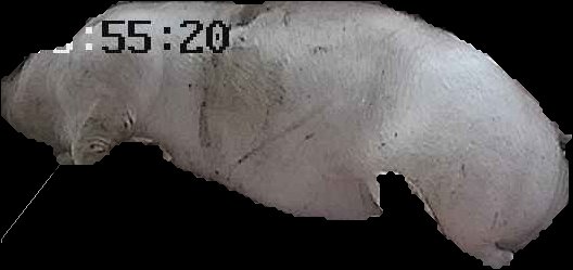 Crop