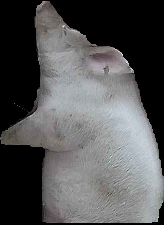 Crop