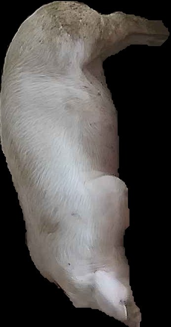 Crop