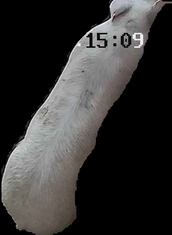 Crop