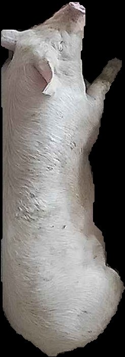 Crop