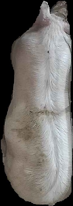 Crop
