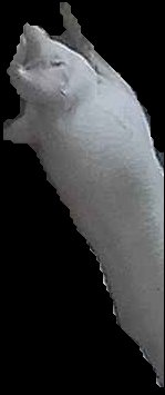 Crop