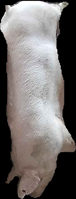 Crop