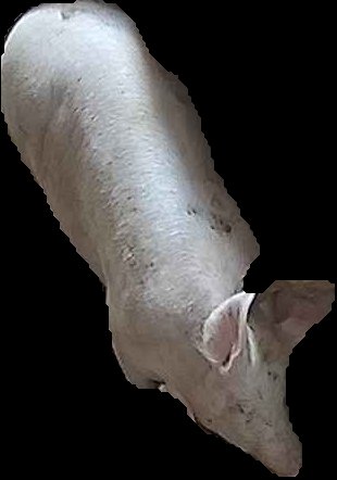Crop