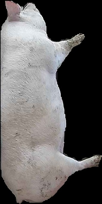Crop