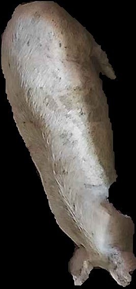 Crop