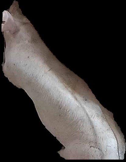 Crop
