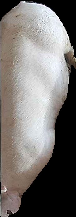 Crop