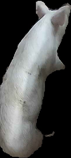 Crop
