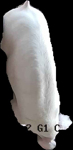 Crop
