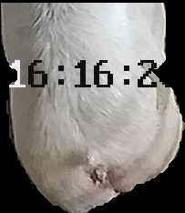 Crop