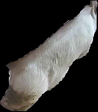 Crop