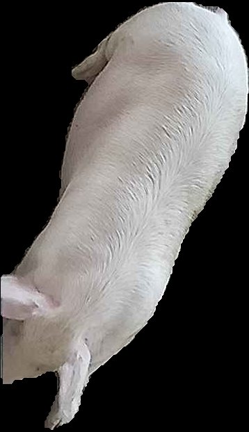 Crop
