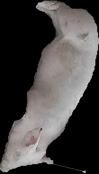Crop