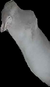 Crop