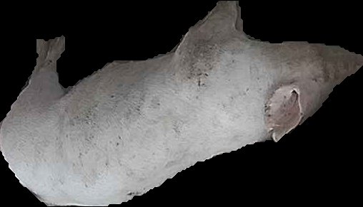 Crop