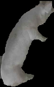 Crop