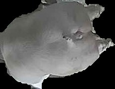 Crop