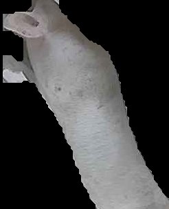 Crop