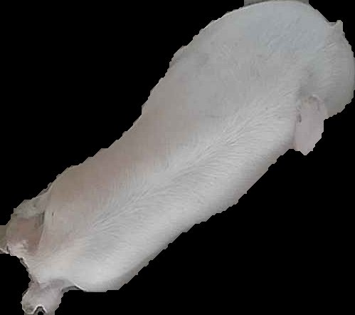 Crop